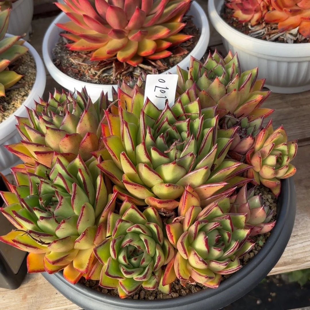 若如东云单拍1070