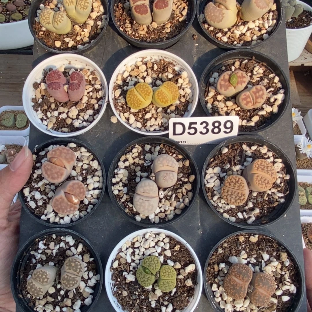 5389 生石花混合带盆土