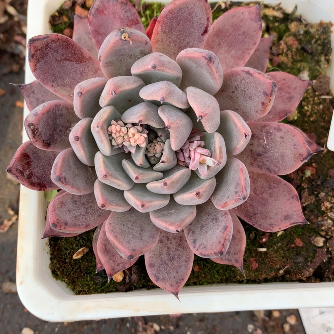 283杂交多肉老桩8冠