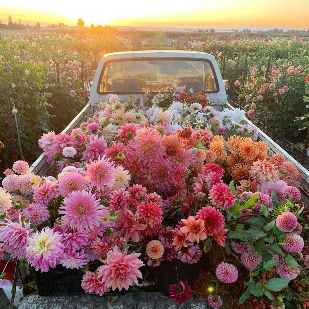 混色品种一物一拍大丽花进口大丽花重瓣