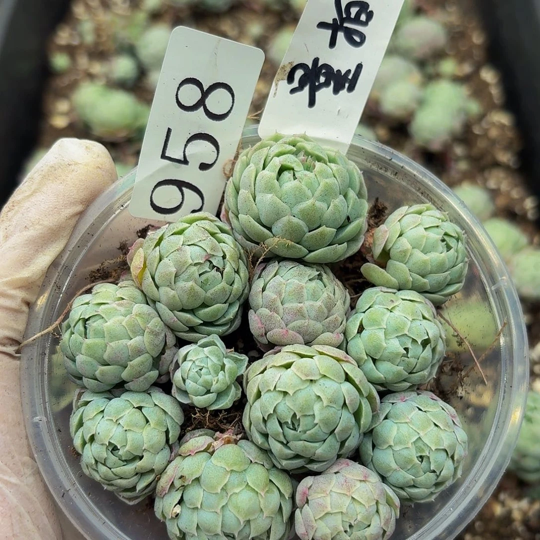 多肉植物多肉植物958量拍