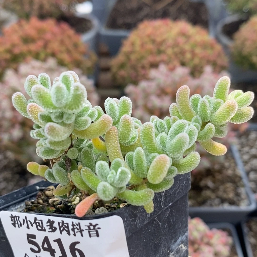 优选冰晶5416枝干番杏