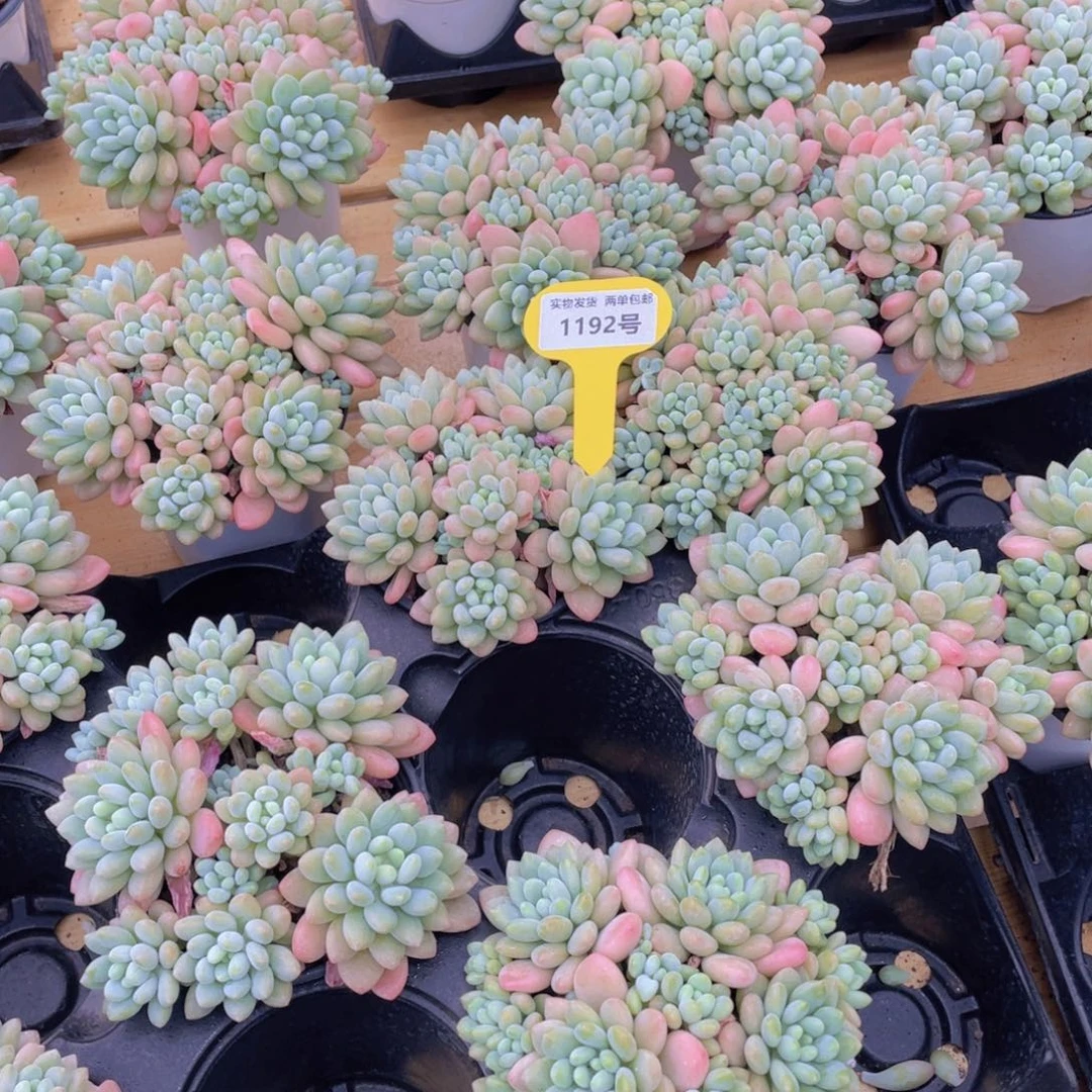 1192号 鱼子酱多头手捧大群生一个