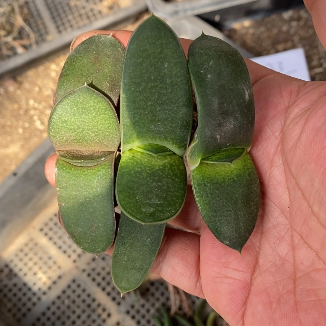 333  一颗卧牛。超级福利