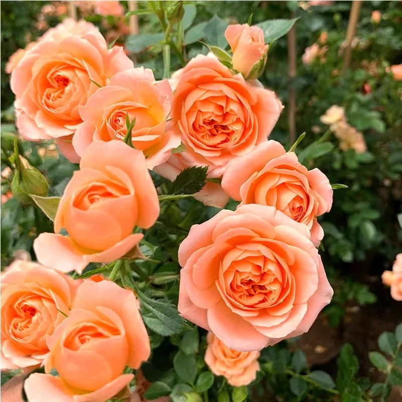 甜梦 爬藤月季大苗多花浓香蔷薇花苗阳台庭院植物多季开花