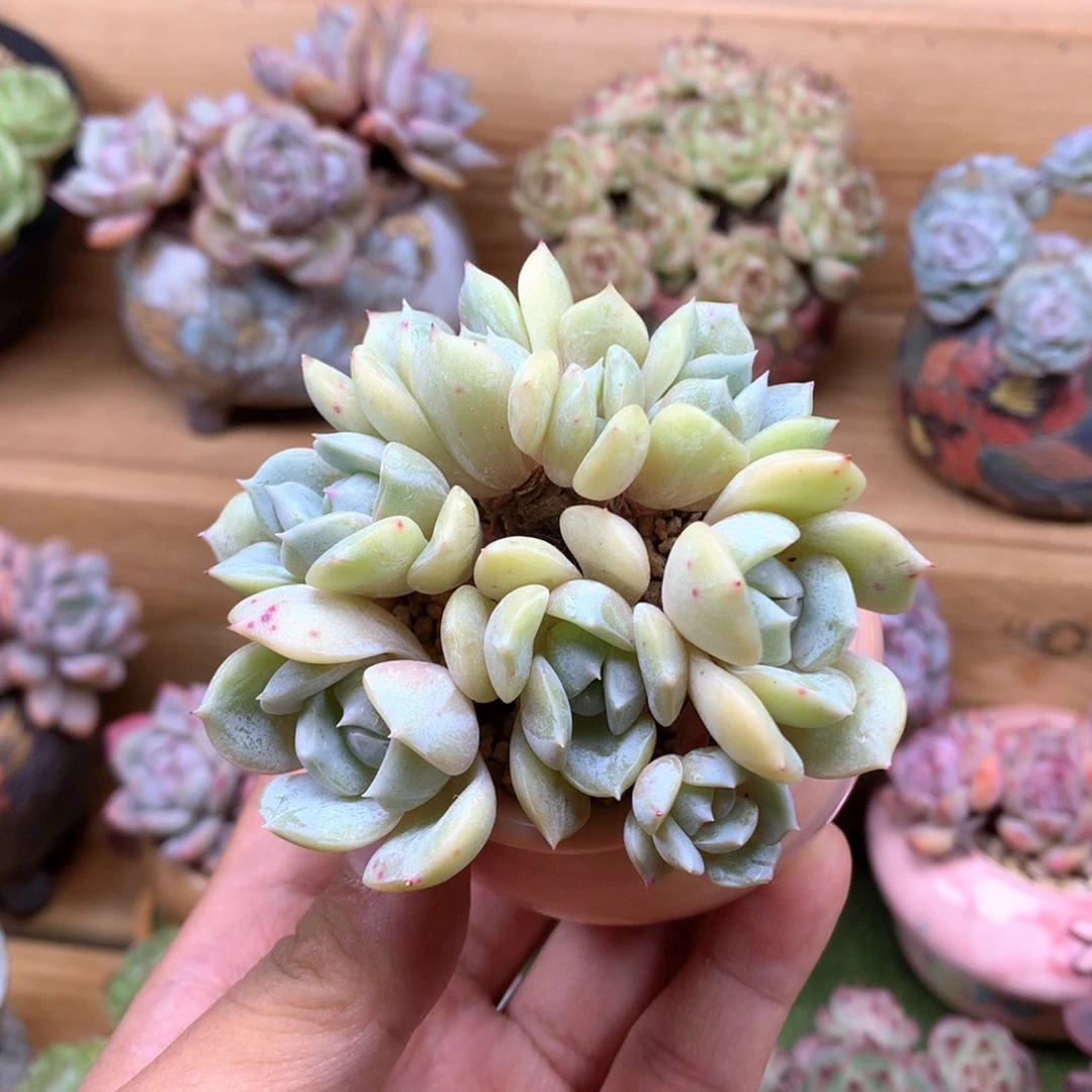 精控小劳林整群满68包邮