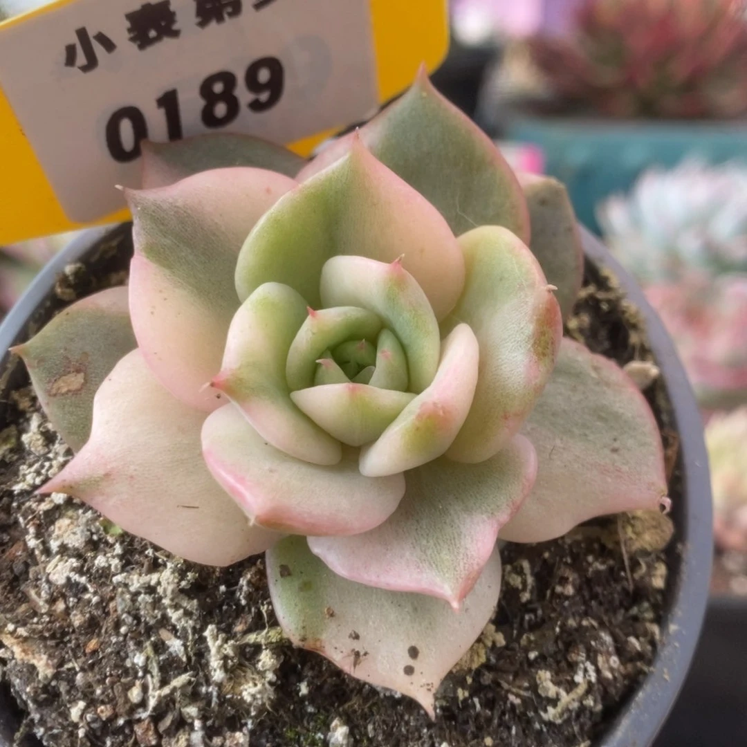 198贝加尔湖锦锦锦锦锦