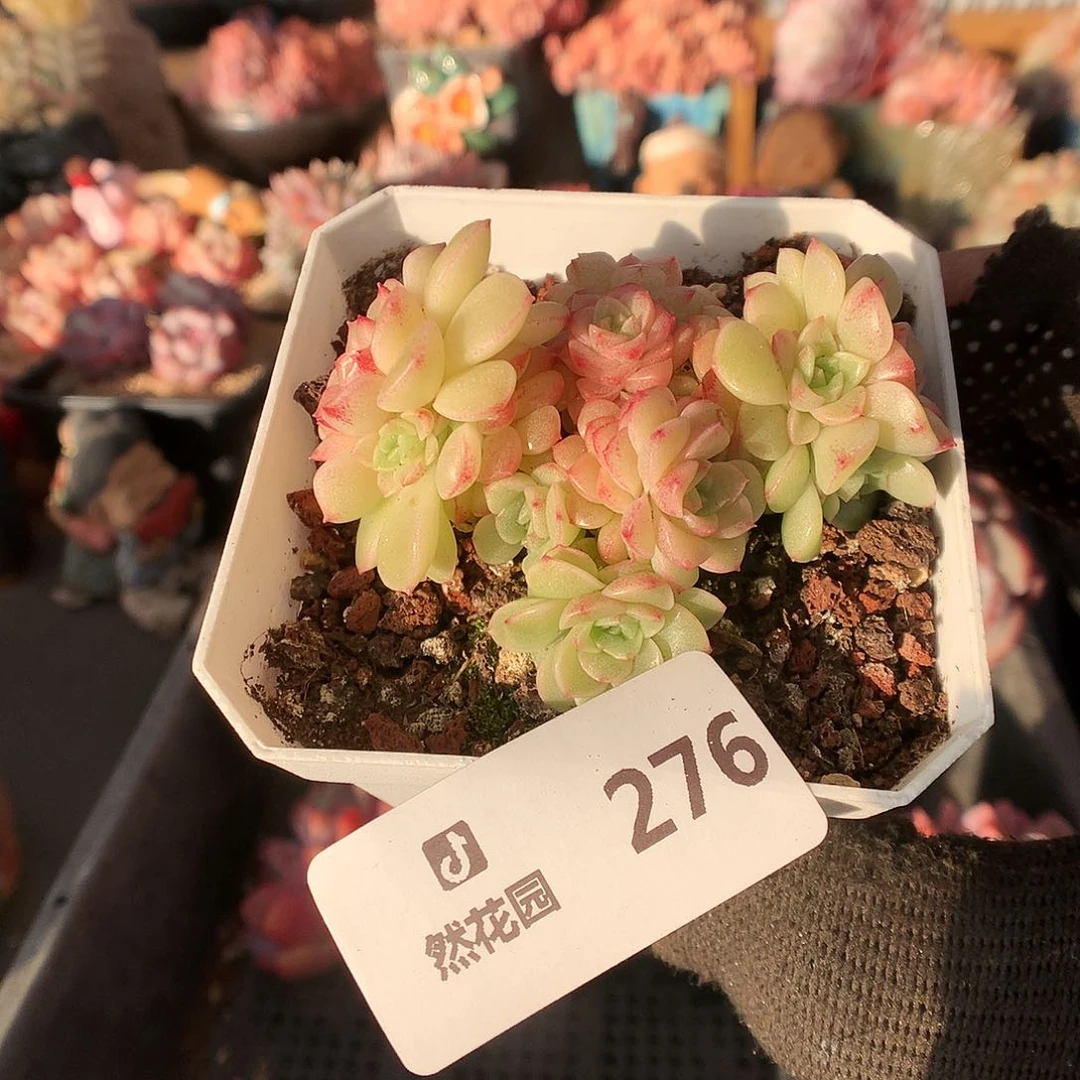 276灯泡叶多肉植物6666