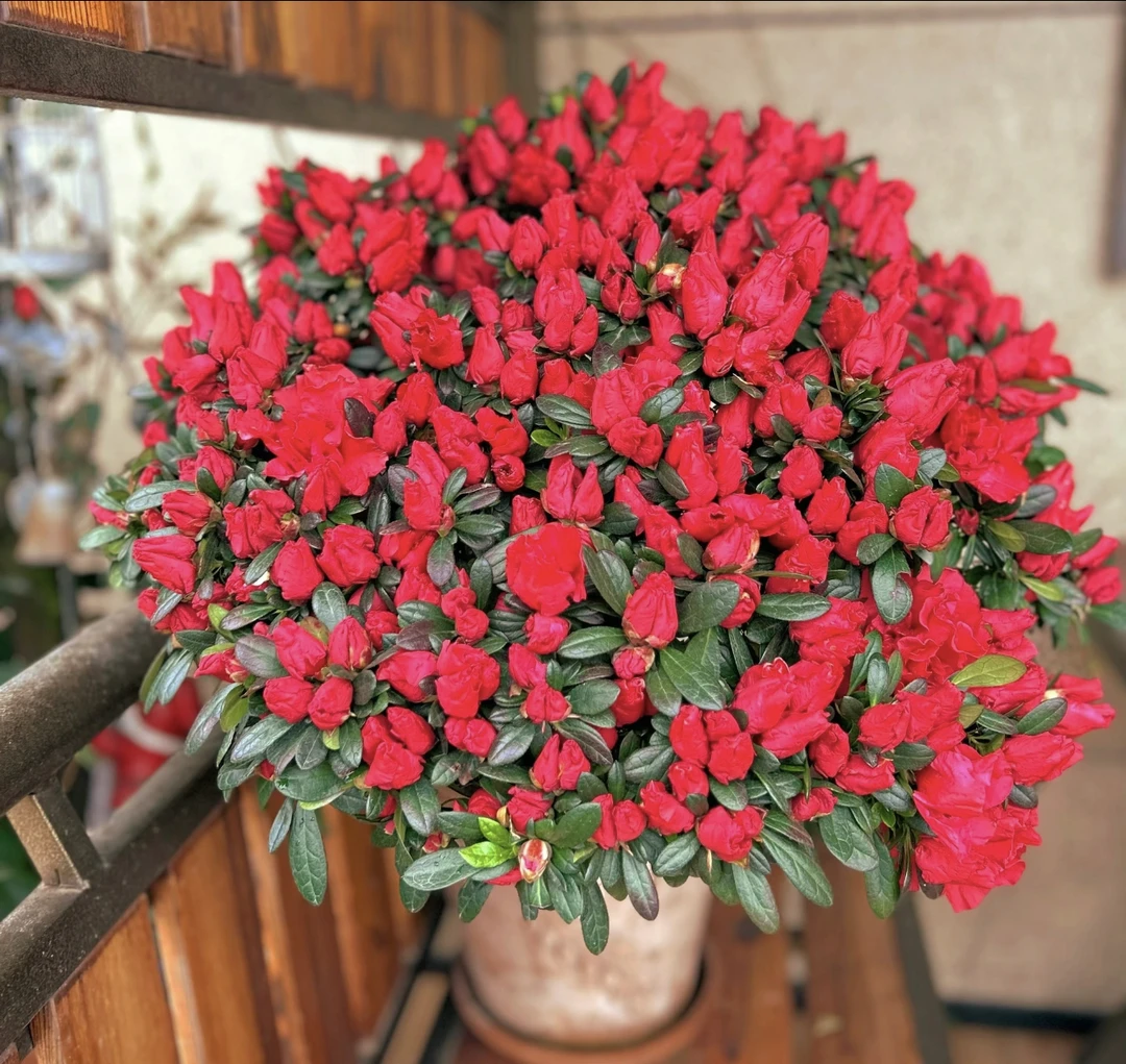中国红比利时四季杜鹃花 好养易活 耐寒耐热