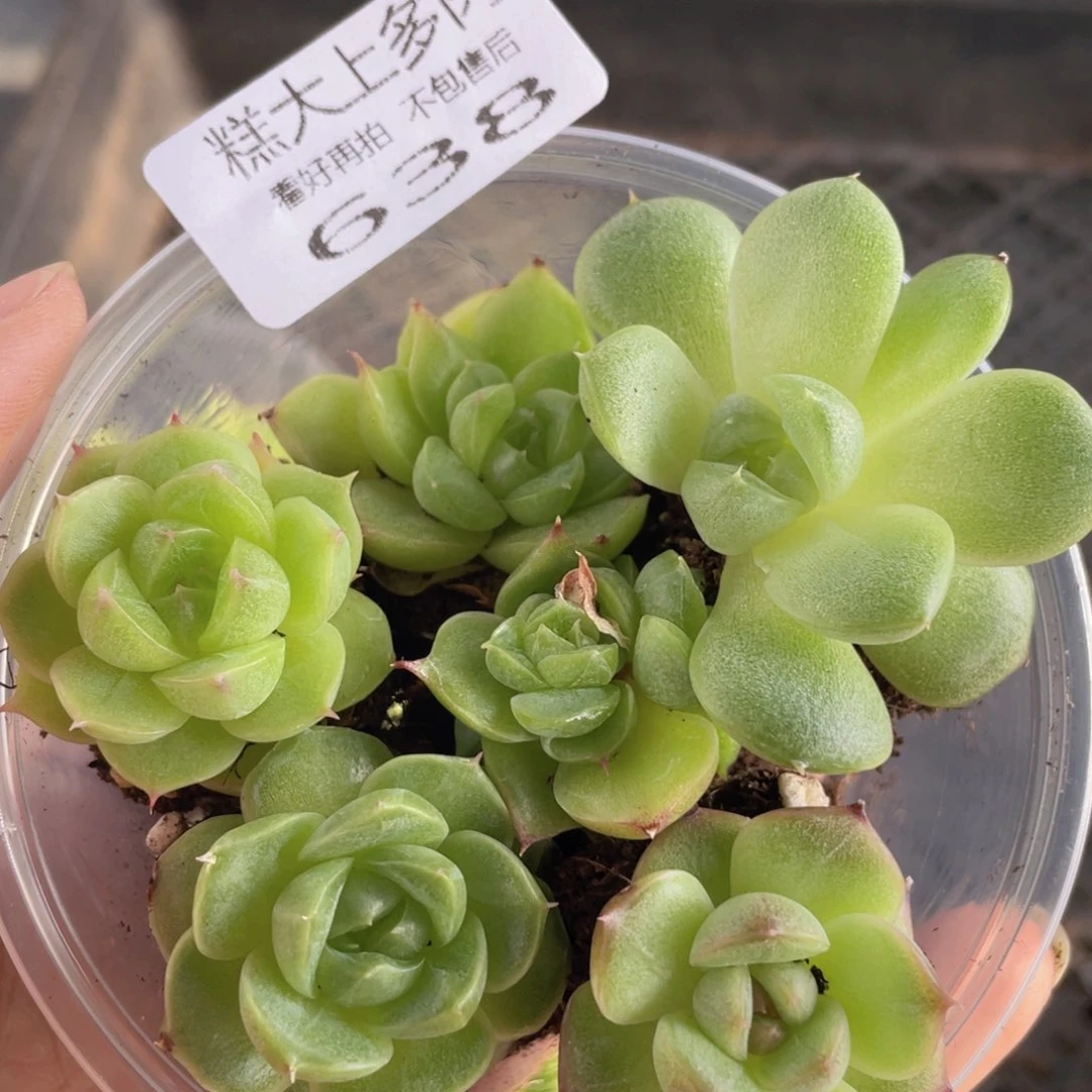 糕大上多肉植物638