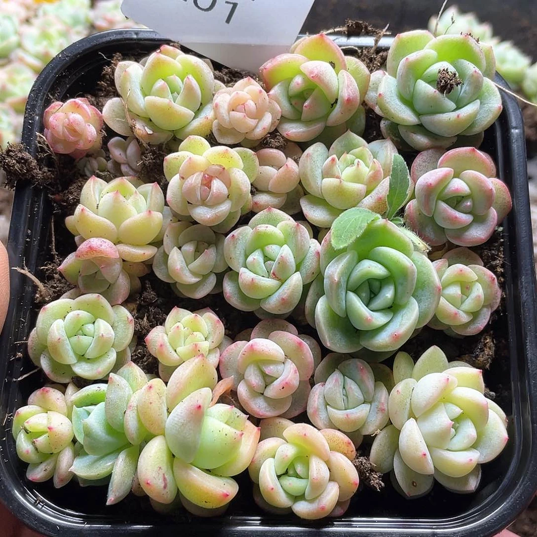 珍妮混cz一物一拍201