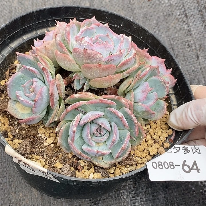 记得拍冷链皮卡丘64