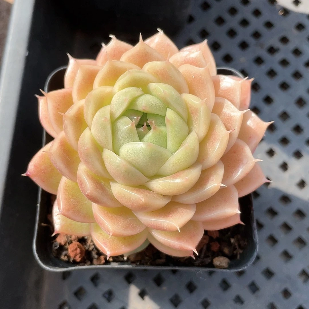 优选麦秆福利8778