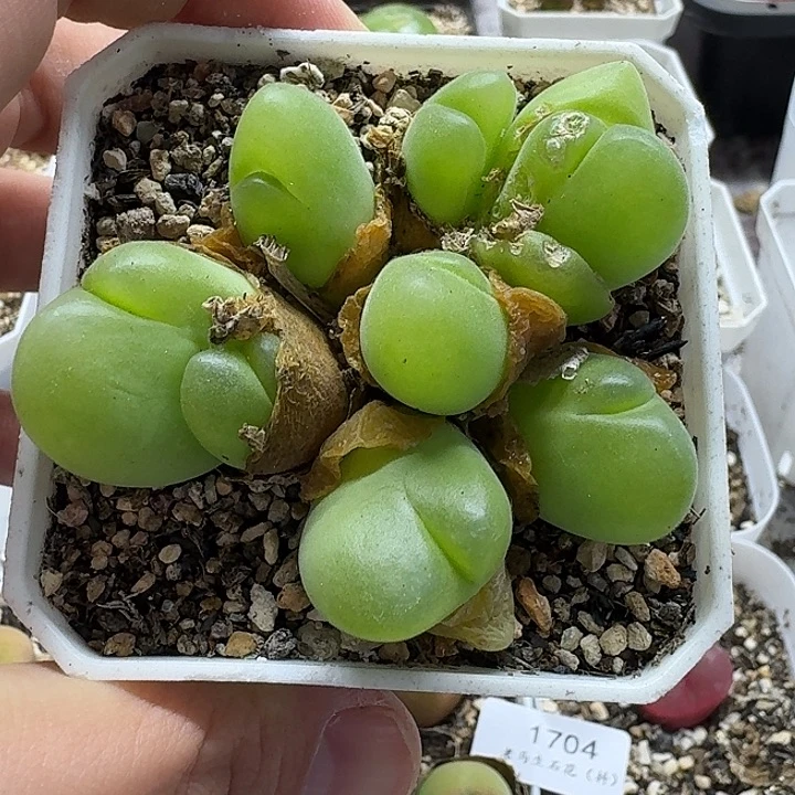 老马生石花毛翠滴1712