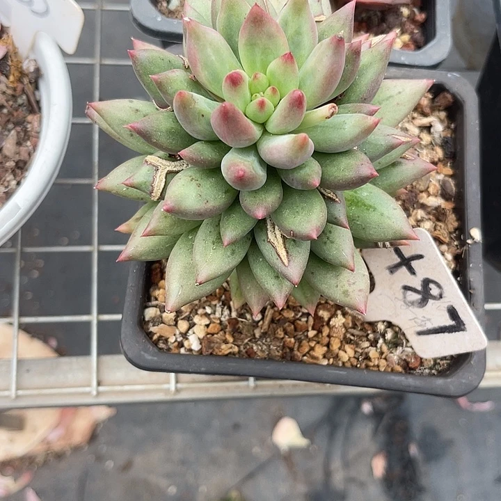 徽***⁶两单包邮，一物一拍87