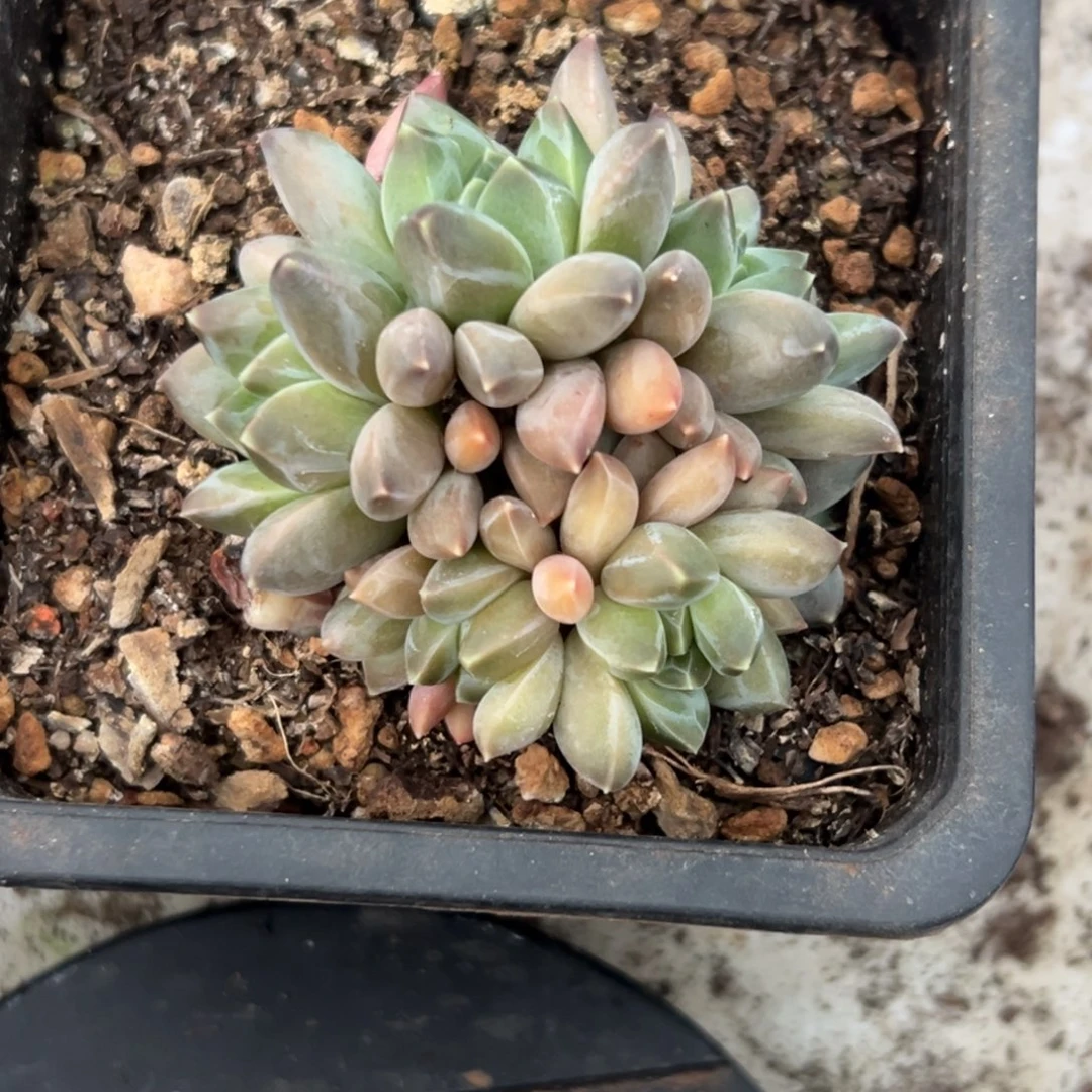 桔云多肉美人精品系列