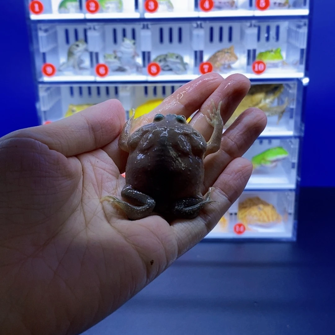 角蛙一对小丑子蛙蛙。