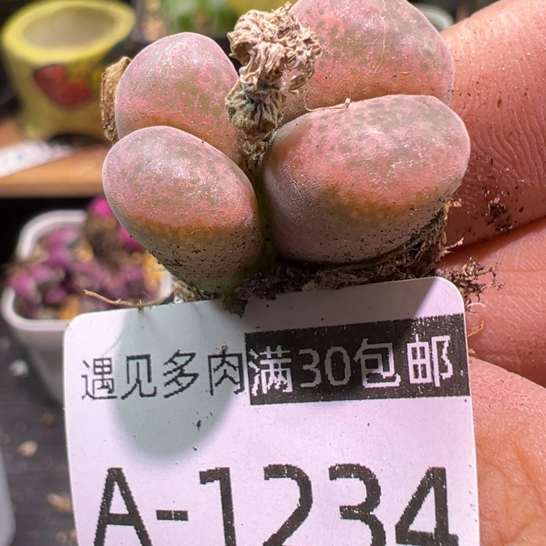 多肉植物1111111111111
