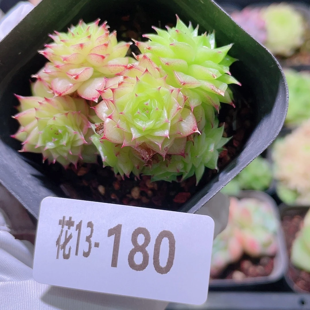花利美13-180麦秆群