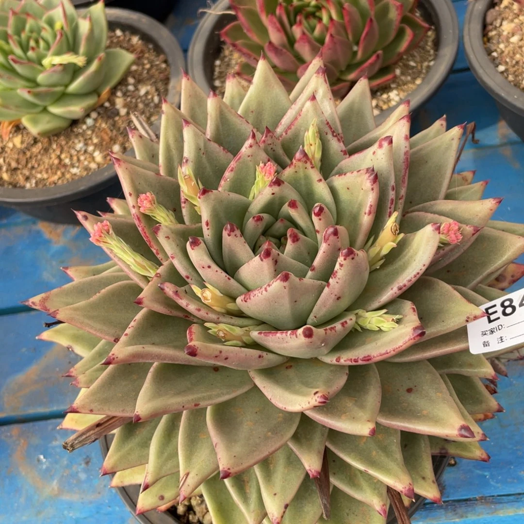 无花朵若如东云组拍E848