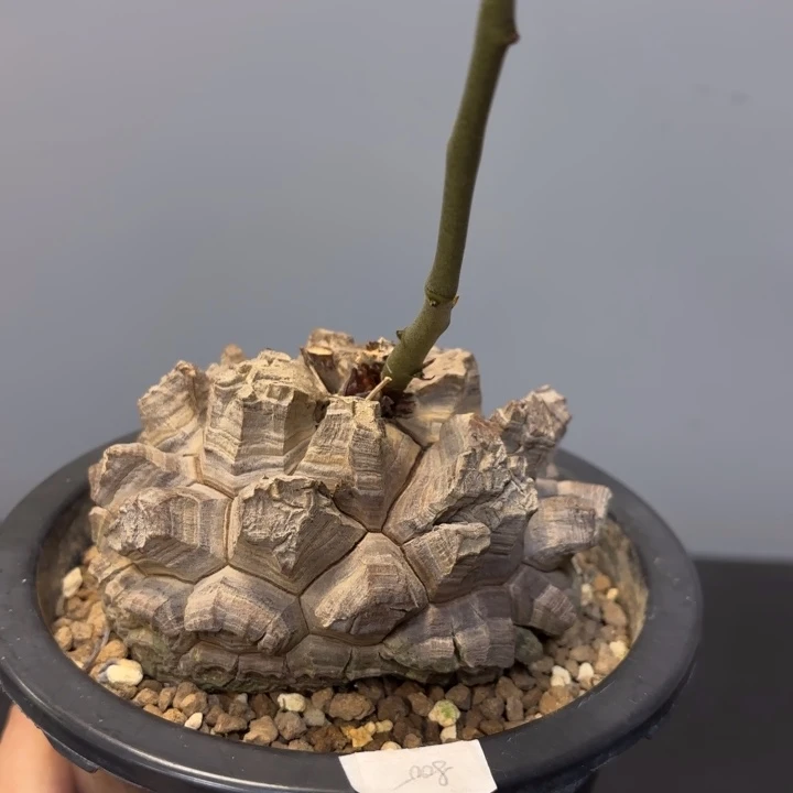 4号日系南非龟甲龙