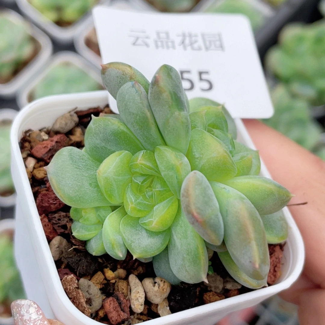 255号糖心冰心珍妮 甜