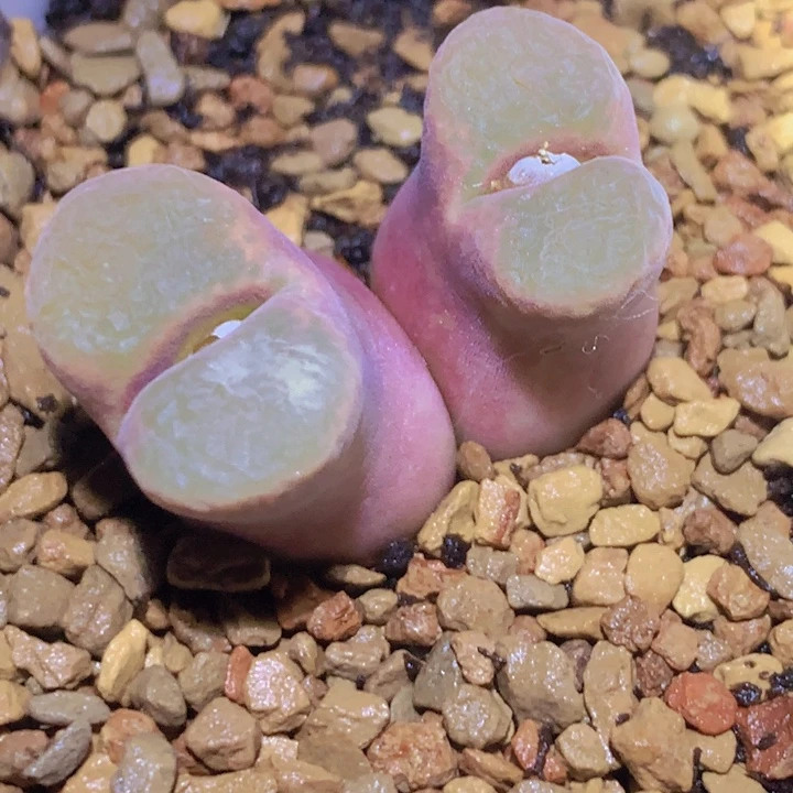 155888888586858884858