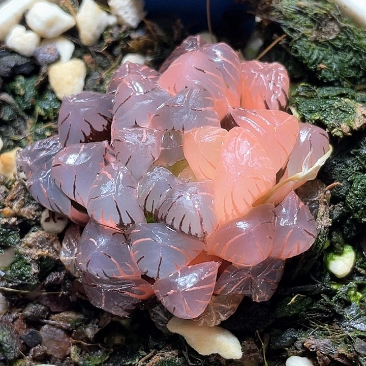 626冰灯锦特选福利