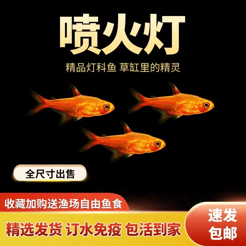 喷火灯热带鱼淡水鱼小型观赏鱼灯科鱼红绿灯红色群游鱼火焰鱼活体