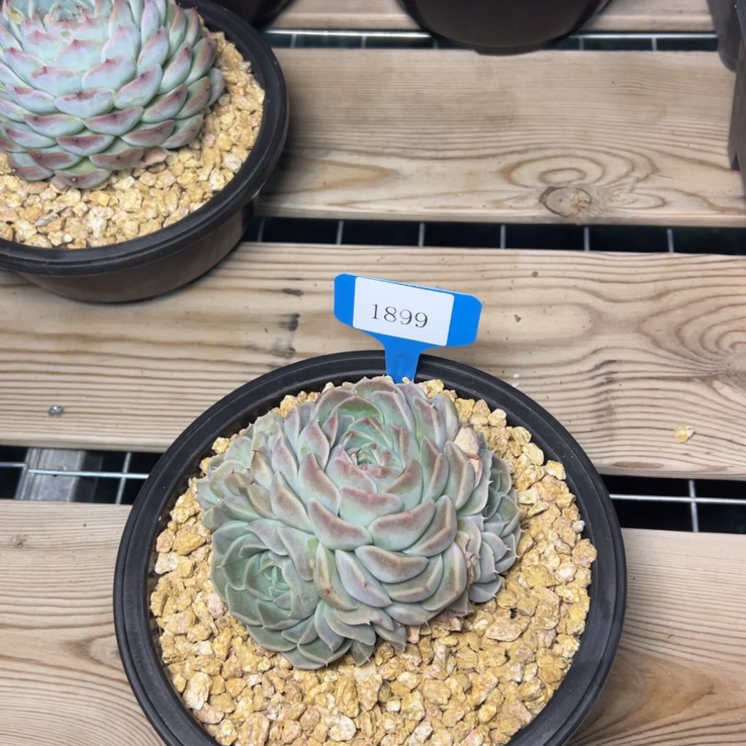 放****1899肉多哦哟多哦