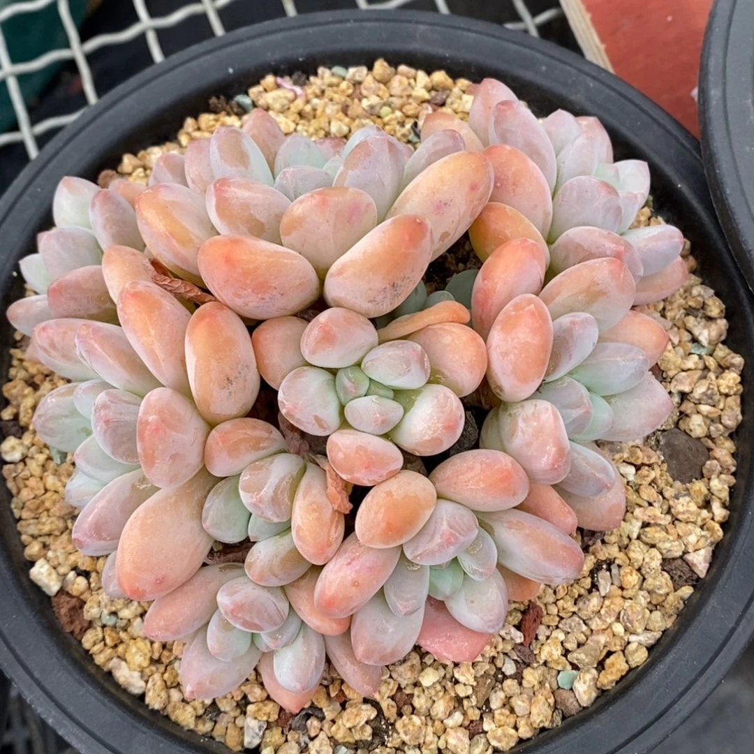 香水11头非偏远包邮