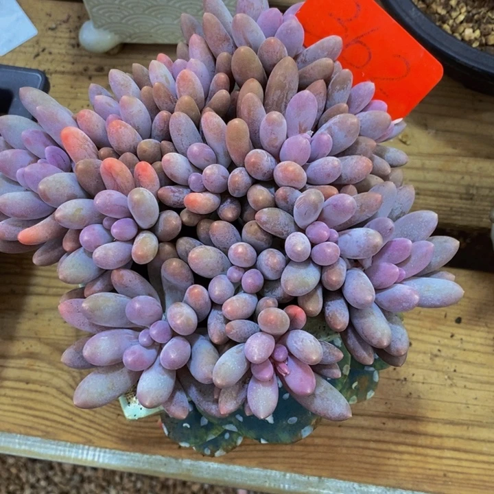 在家闲不住吗笑不