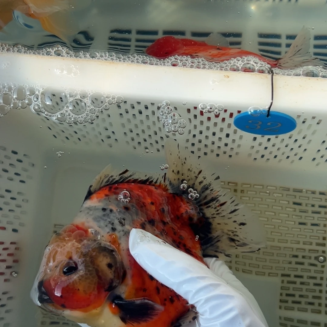 V***y海水鱼你好微瑕哦亲蛋