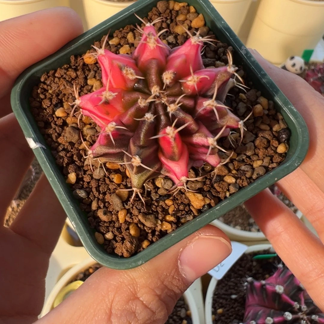 180 好看的米哈冲冲冲