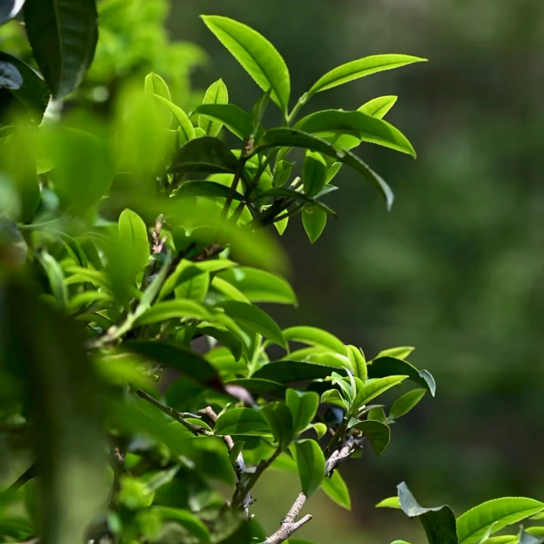 冰岛源头 普洱茶