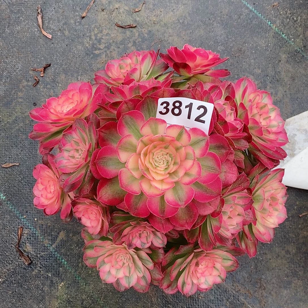 红陶是*否3812荔枝冠23不包售后