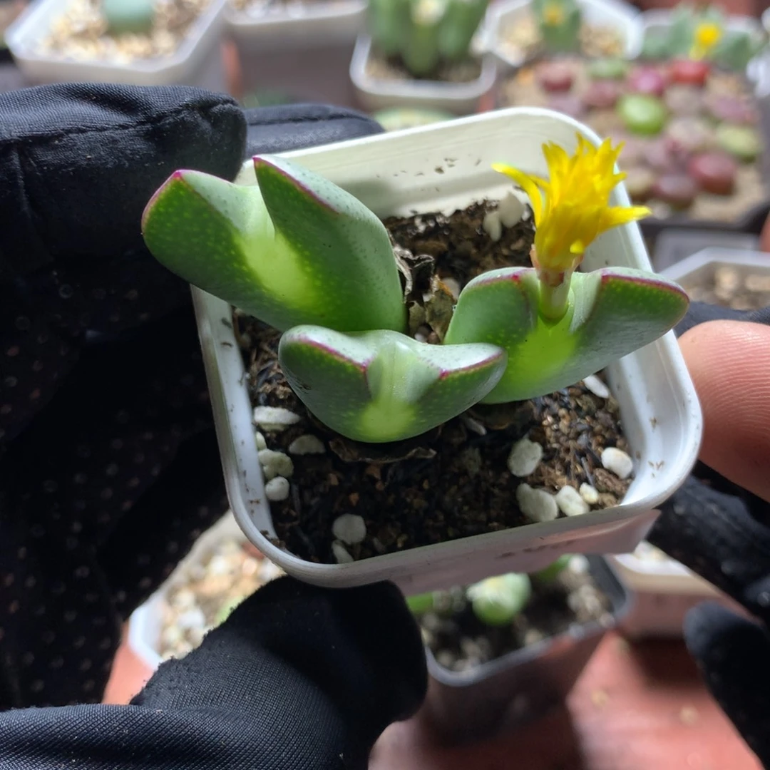 109少将母本一颗