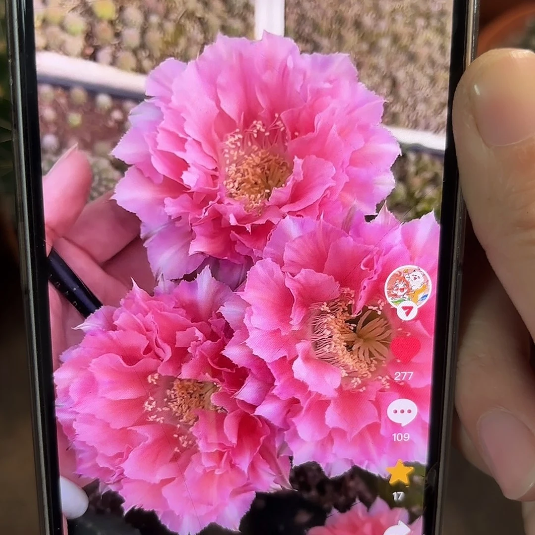 彩草青青51号侧牙5公分左右