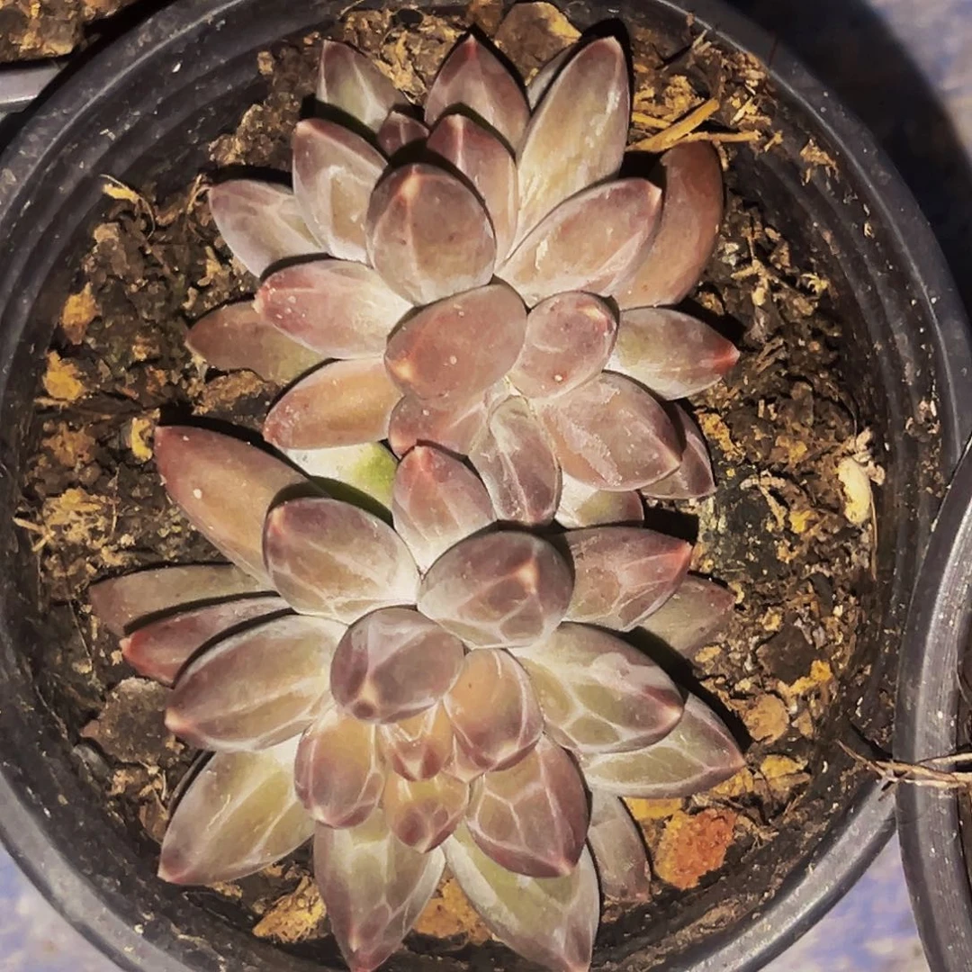 桔云多肉美人精品系列