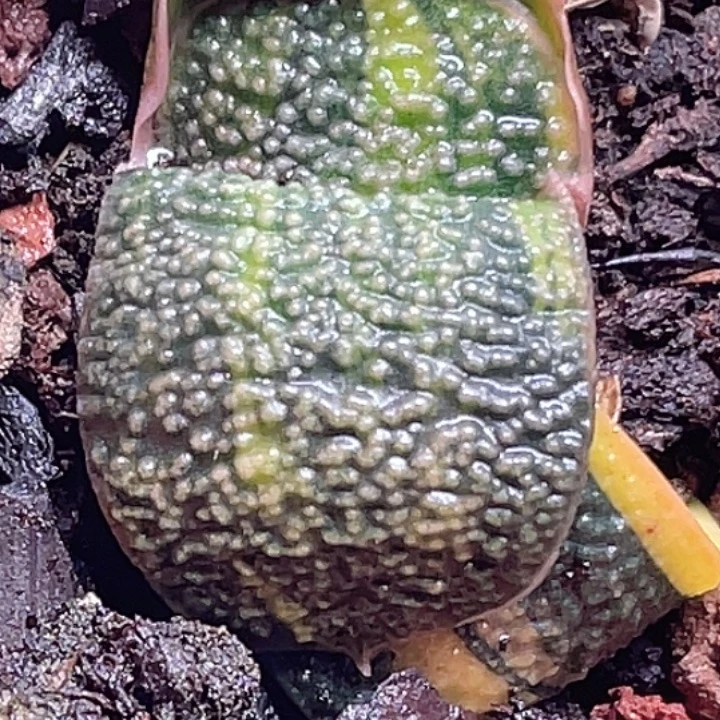 一物一拍竞拍福利拍