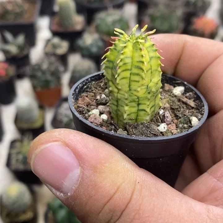 泰布锦特价福利包邮