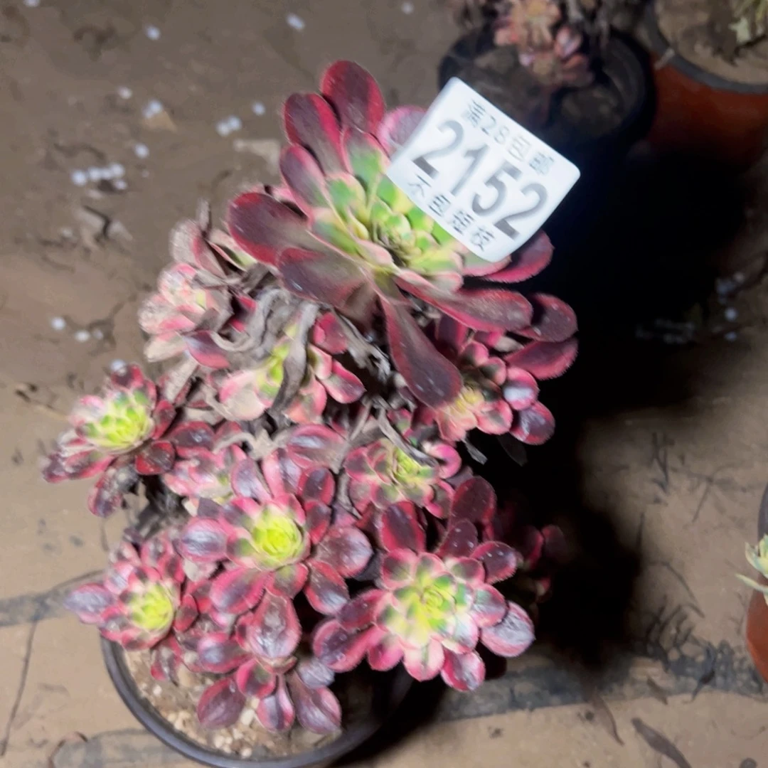 2152多肉植物法师法师