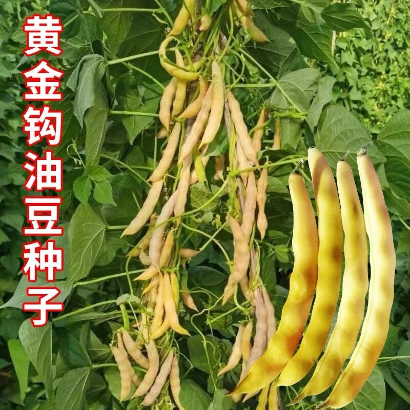 黄金钩豆角种子东北黄金沟架豆早熟蔬菜种子