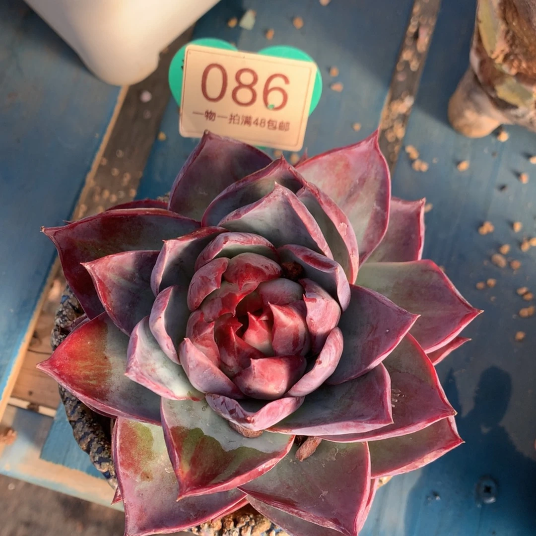 宽叶拉丝锦惊鸿开播福利