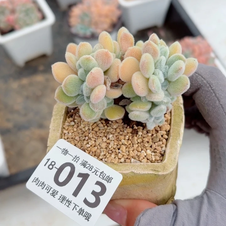 雪晃星缀化无盆土发货多肉多