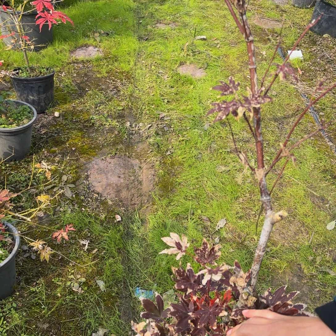 无花朵各种各样的品种