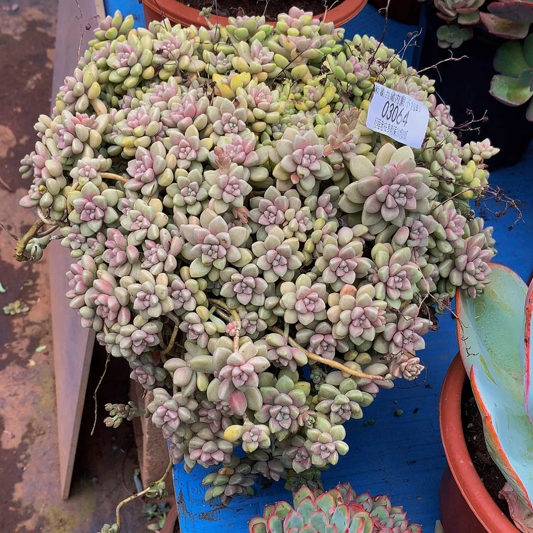 时***起丸叶姬秋丽03064多肉多如