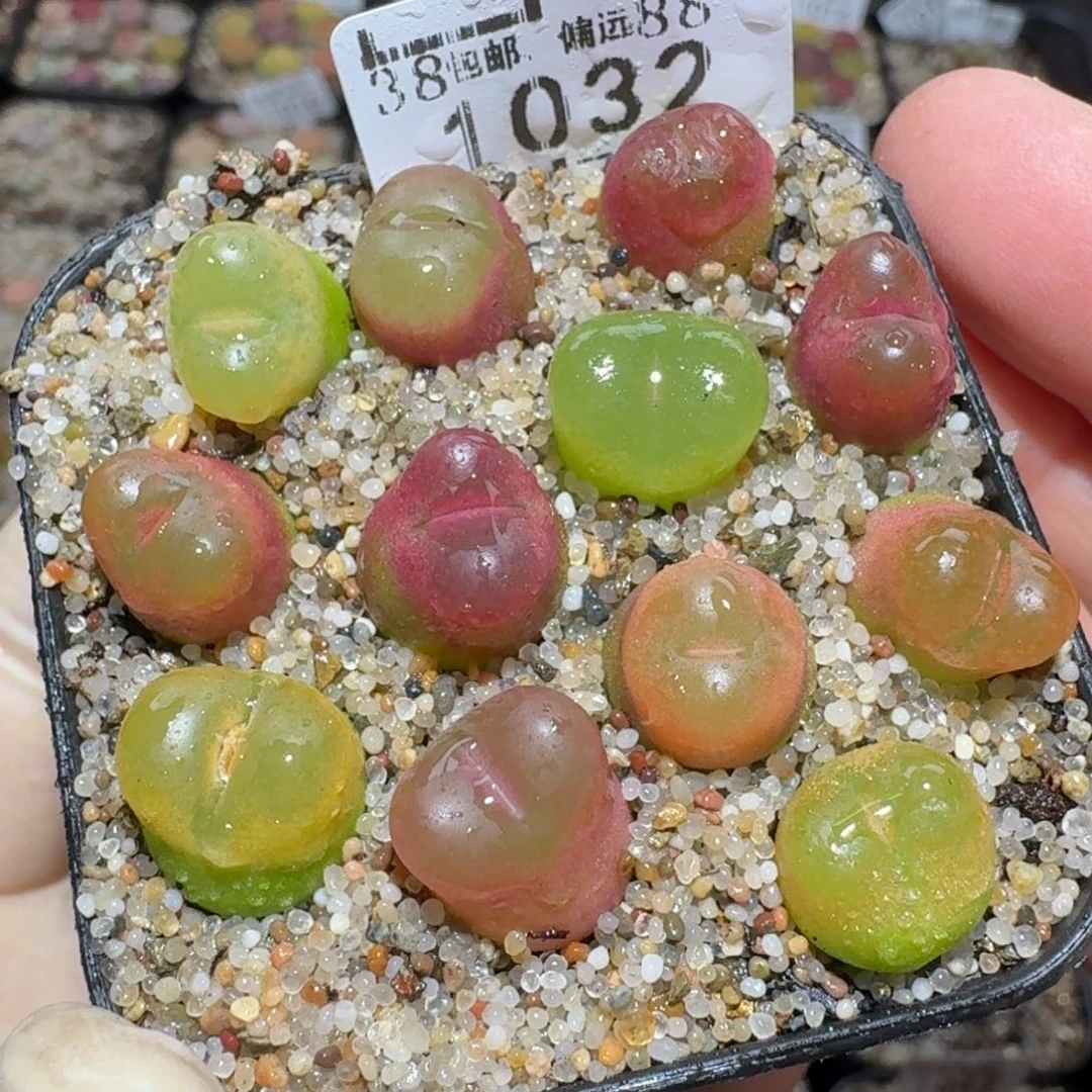 zzzz福利捡漏走起来1032