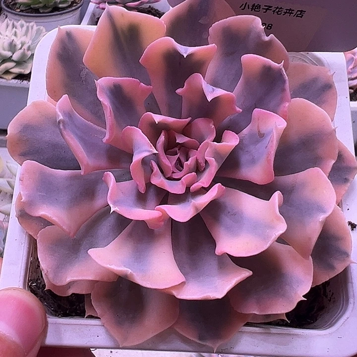 1008号利比里亚锦多肉