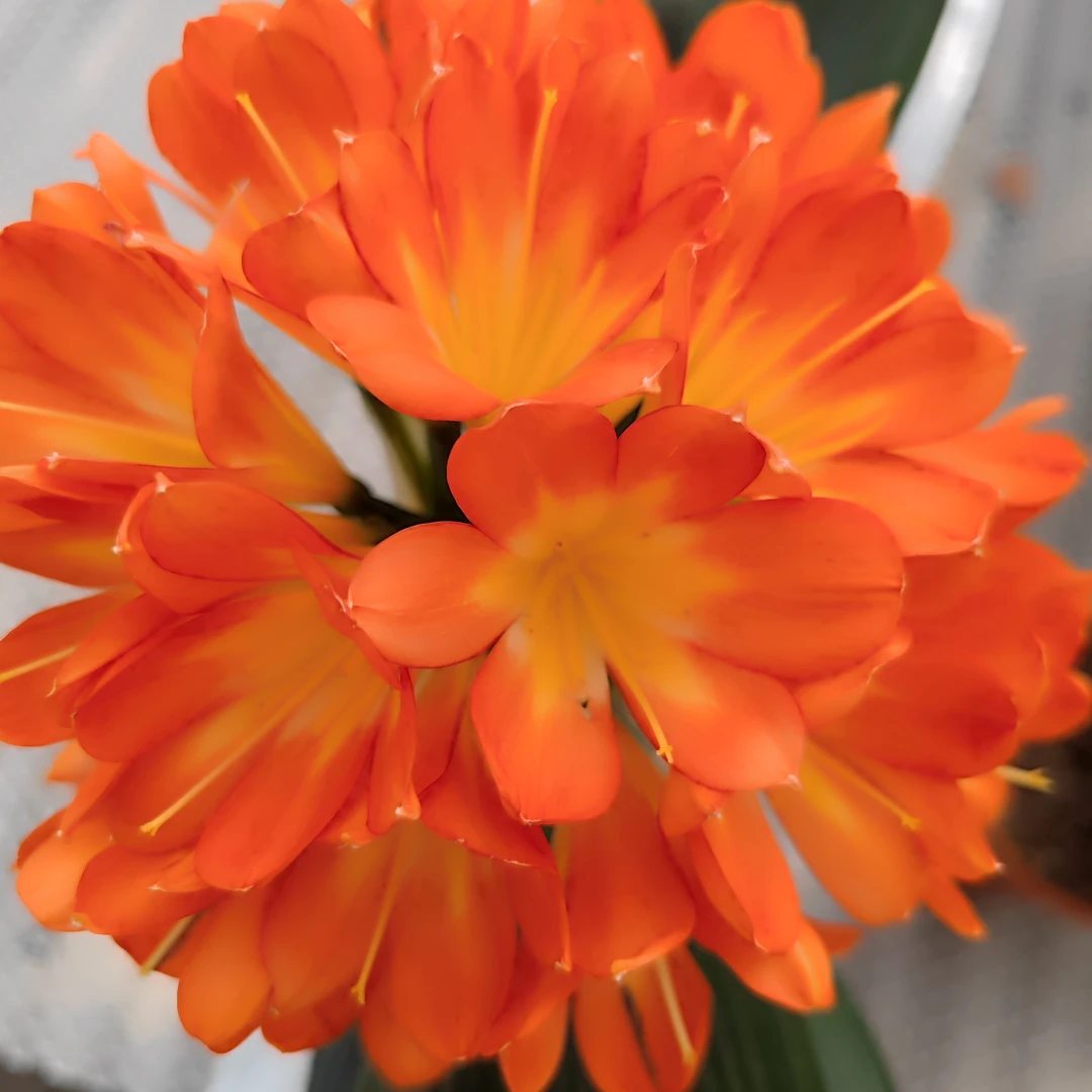 高品质君子兰！文板好